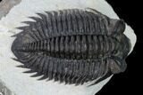Coltraneia Trilobite Fossil - Huge Faceted Eyes #165840-2